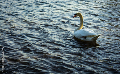 A single white Swan in the pond
