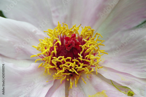 Fototapeta Naklejka Na Ścianę i Meble -  Peony