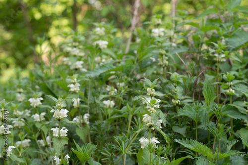 flowering lamium album  white nettle  white dead-nettle