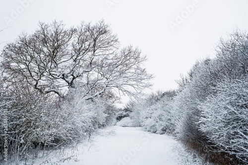 View along a rural road lined with snow-covered trees.,Aston Rowant photo