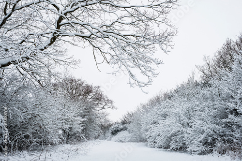 View along a rural road lined with snow-covered trees.,Aston Rowant photo