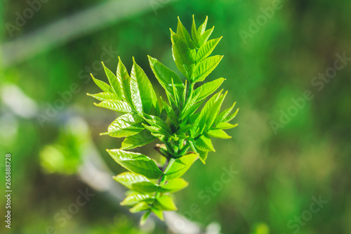 green leaf with grass
