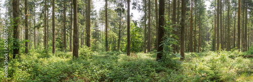 Forest landscape Hampshire England