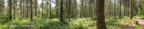 Forest woodland landscape Hampshire England .