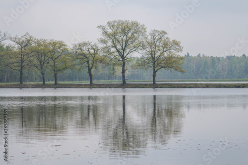 Dęby nad stawem.