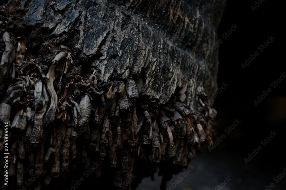 tree tree