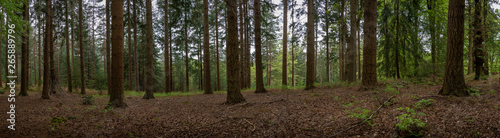 New Forest Hampshire England