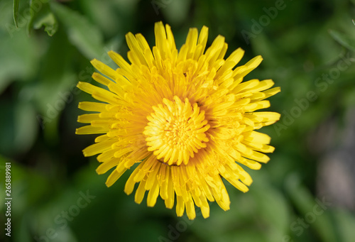 Dandelion. Macro. Flower. Blurred. Yellow