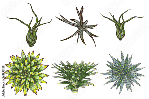 Hand drawn wild tropical house Succulent plants set. Scandinavian mood home decor creator. Elements for card design. Air plants for terrarium. Vector.