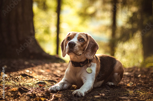 Cuadro en lienzo beautiful dog hunter puppy beagle lies in the fairy forest on the autumn ground