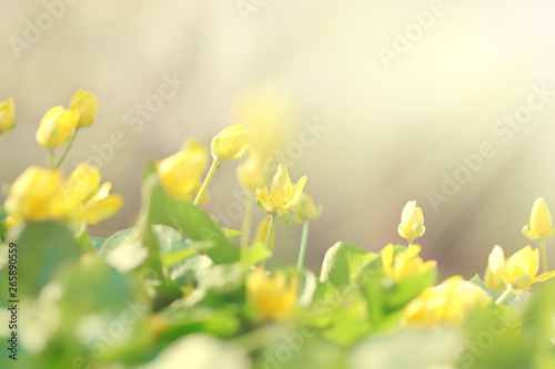 Beautiful yellow flowers on a background of green leaves in the sunlight, abstract blurred background, soft focus. © Vladimir Kazimirov
