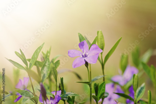 Beautiful purple flowers on a background of green grass in the sunlight, macro, spring summer natural image.