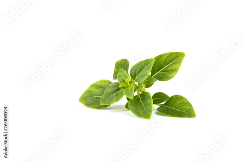 Fresh green basil leaves isolated on white background.