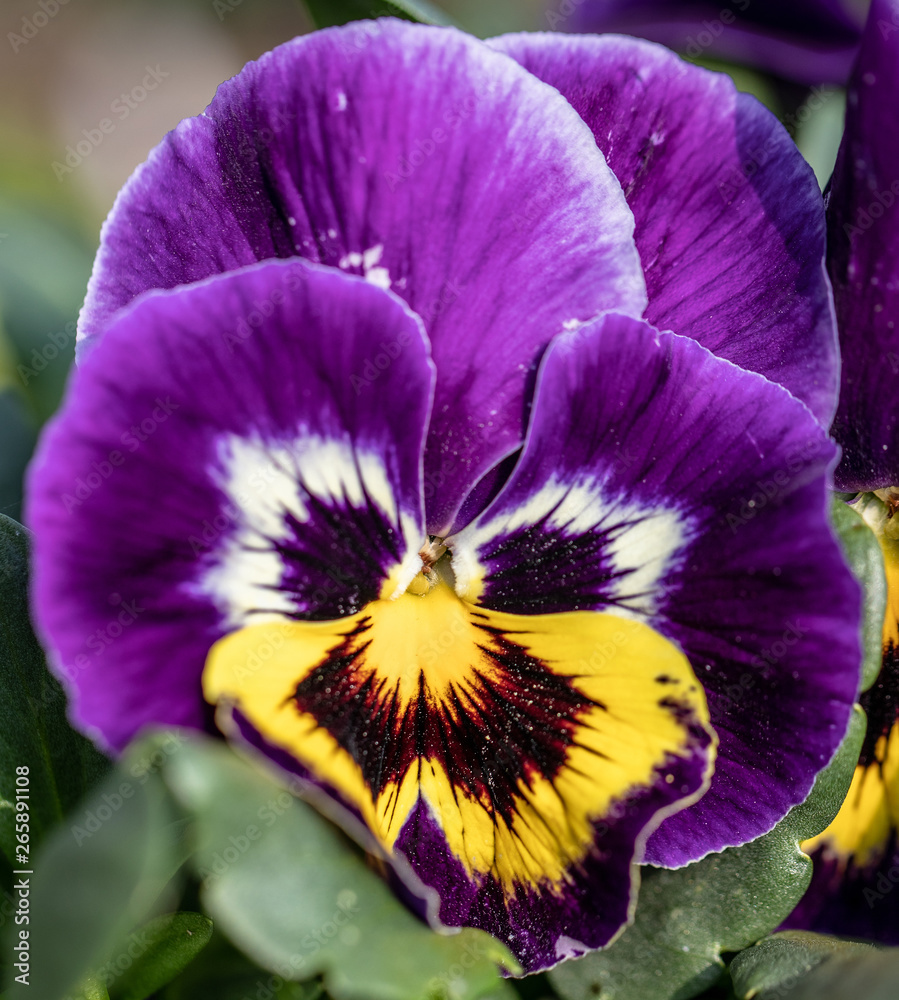 Naklejka premium Petunia. Macro. Flowers. Color. Head