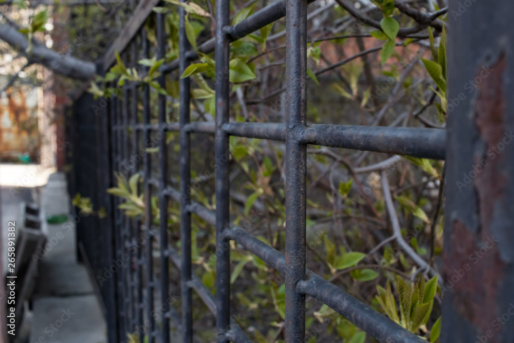 tree branches behind a black metal grate tree branches behind a black metal grate