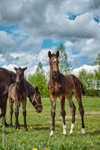 Young horses on the pasture
