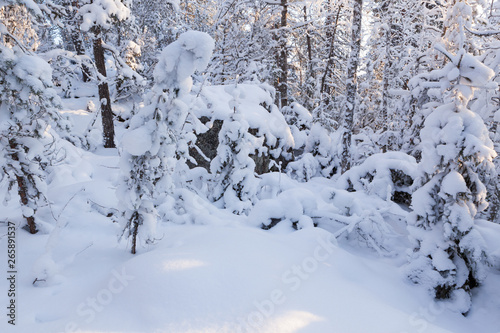 Trees covered in snow at winter forest © Juhku