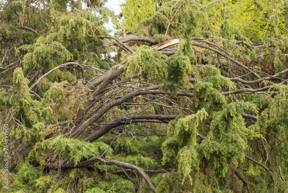 broken trees after storm