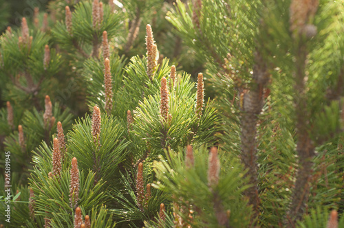 pine tree branch 