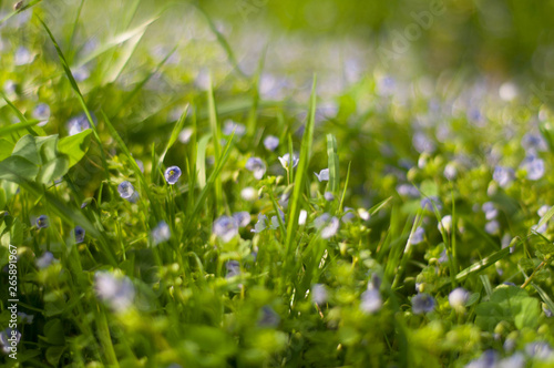 green grass with spring blue flowers 