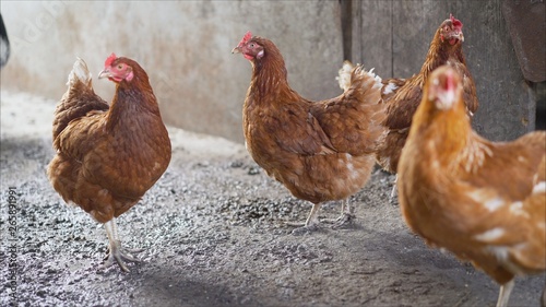 Happy hens in cage free or free range and antibiotic and hormone free farming. Chickens on the farm.