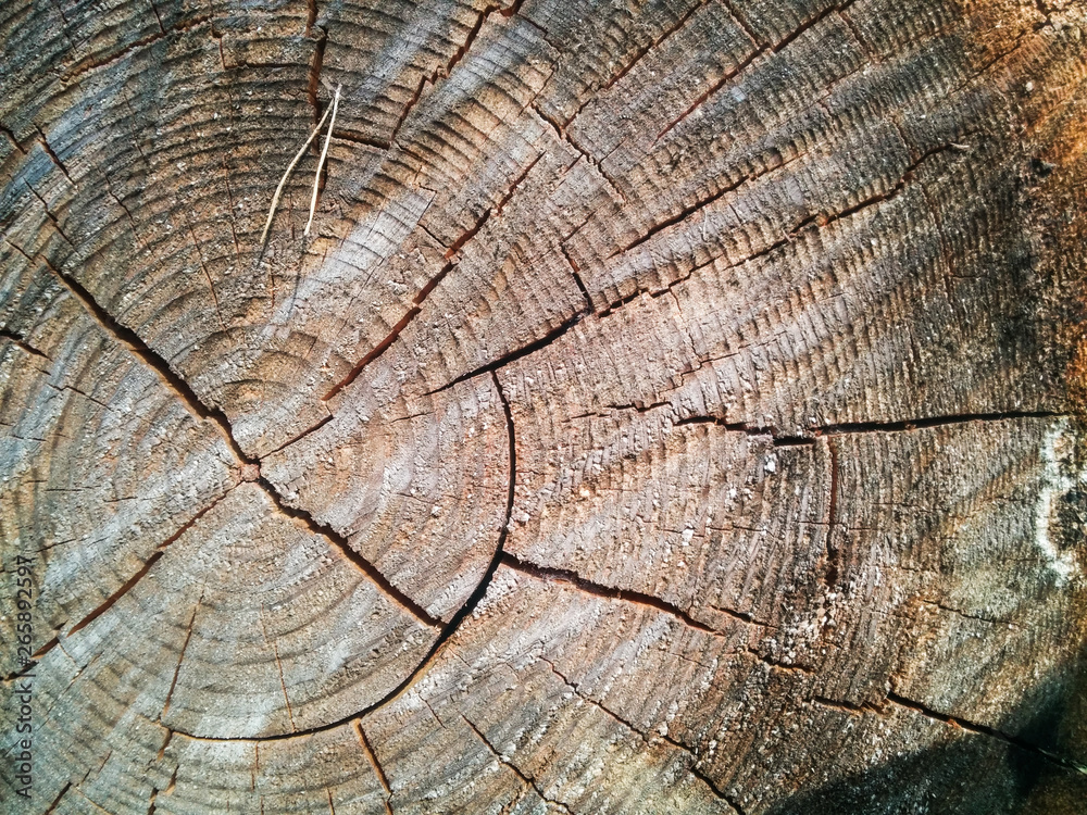 Fototapeta premium Wood close up tree rings