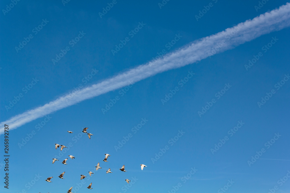 Blue sky with contrails and pigeons flying Blue sky with contrails and pigeons flying