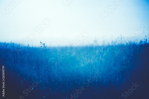 Prato fiorito sfondo natura azzurra photo