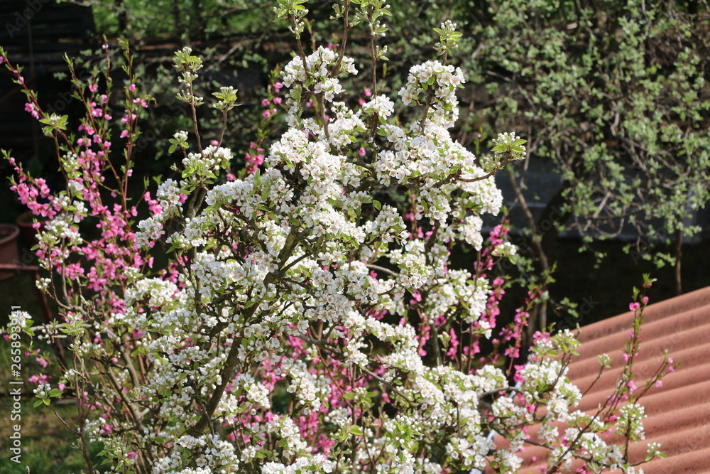 Blossoming nectarine tree and pear tree in spring Blossoming nectarine tree and pear tree in spring