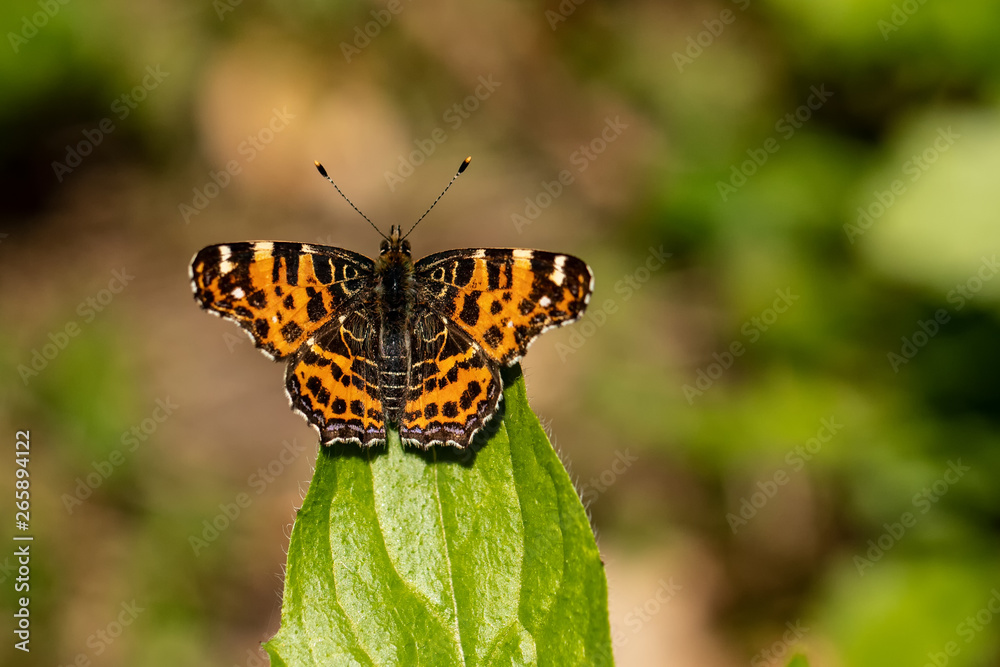 Obraz premium Nature