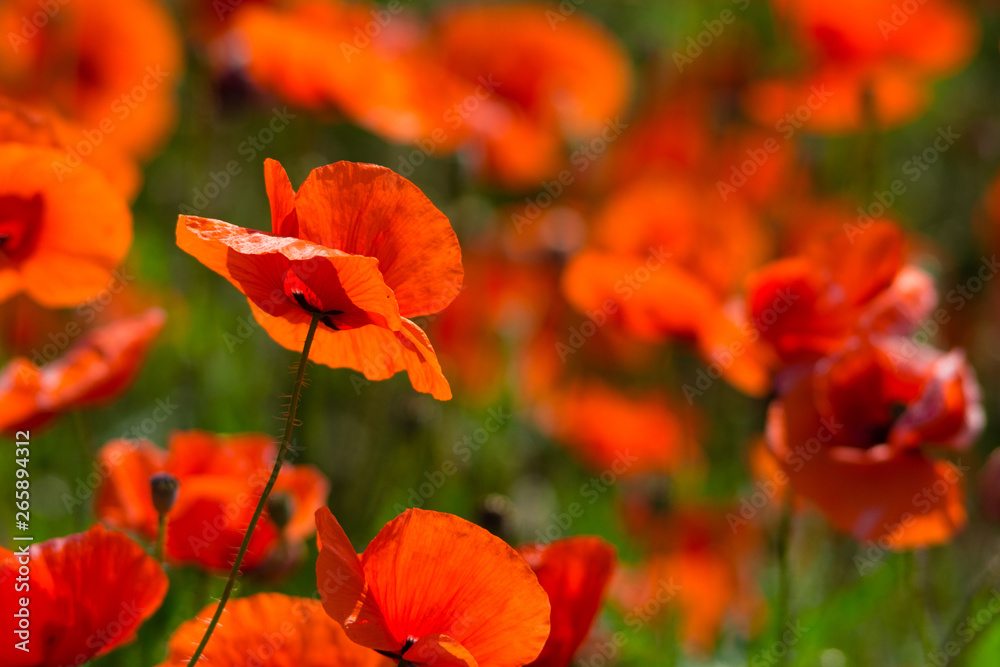 poppy field at back lit poppy field at back lit
