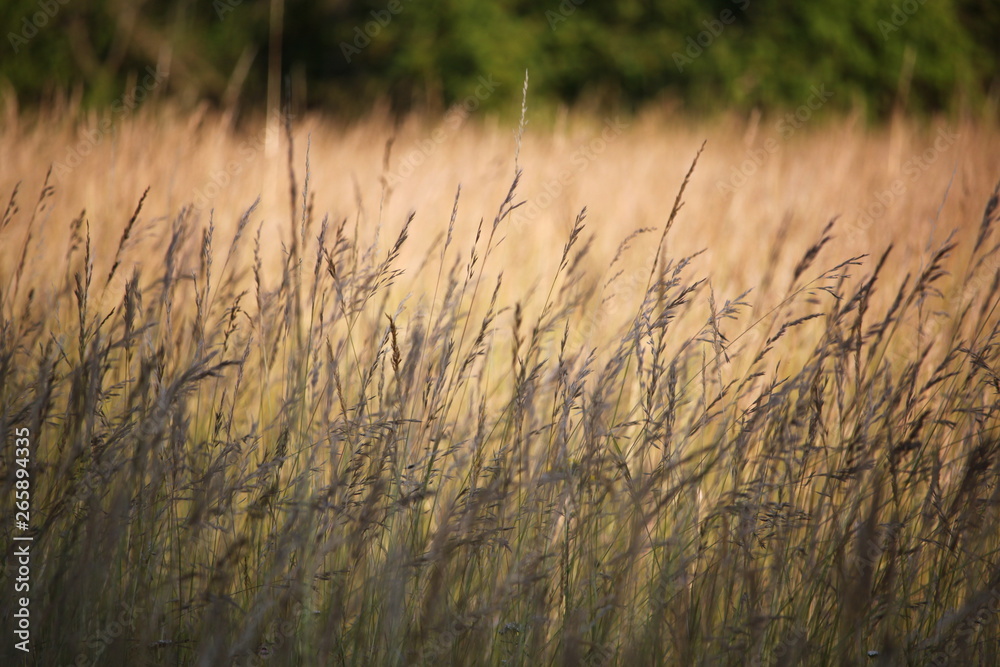 Obraz premium Feld in Dämmerung