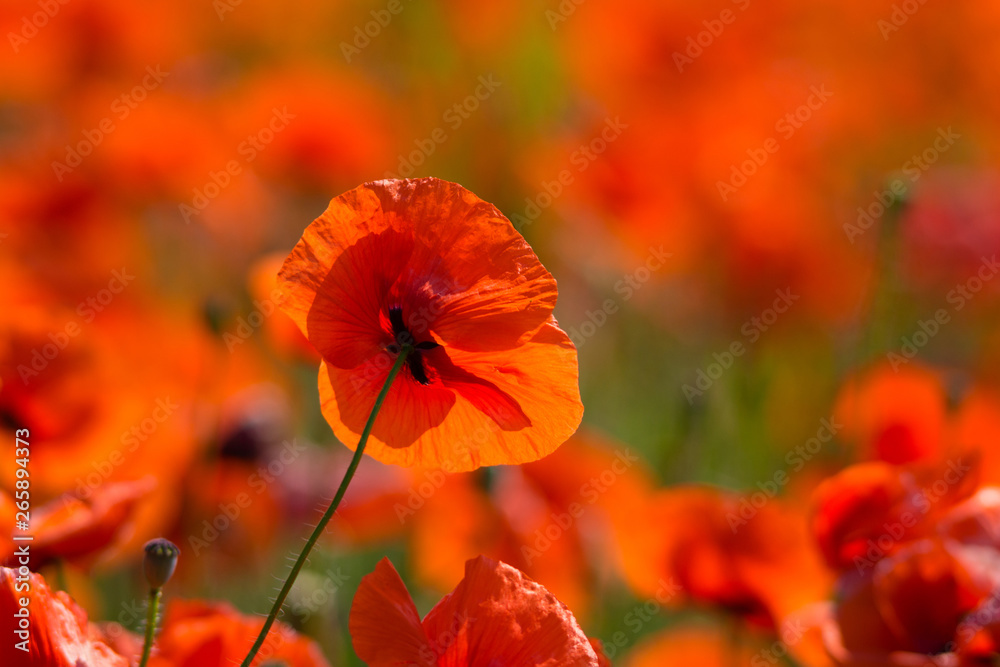 Obraz premium poppy field at back lit