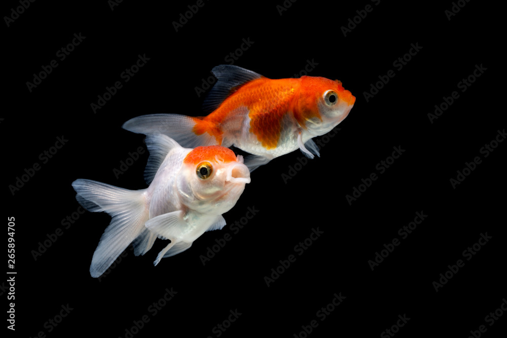 fish Gold koi fish isolated on black background fish Gold koi fish isolated on black background