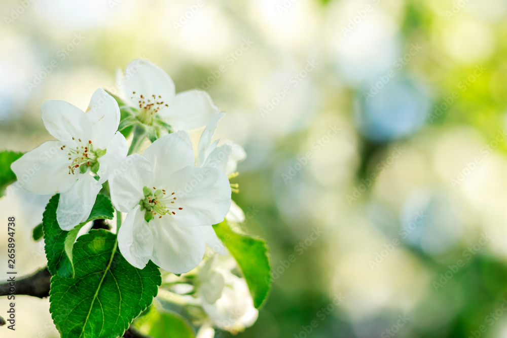 apple blossom, flowers and leaves, background apple blossom, flowers and leaves, background