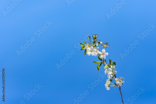 It's spring. Cherry blossoms against the blue sky. Abstract blurred background. Beautiful nature scene with flowering branches and morning light. Minimalism style