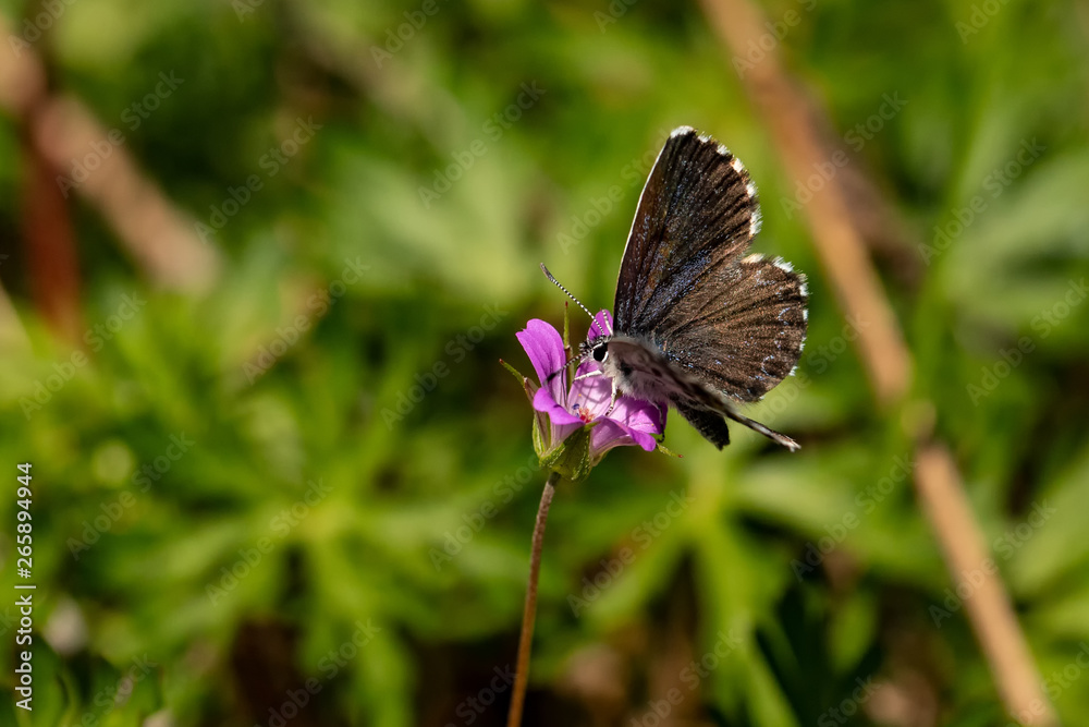 Obraz premium Nature