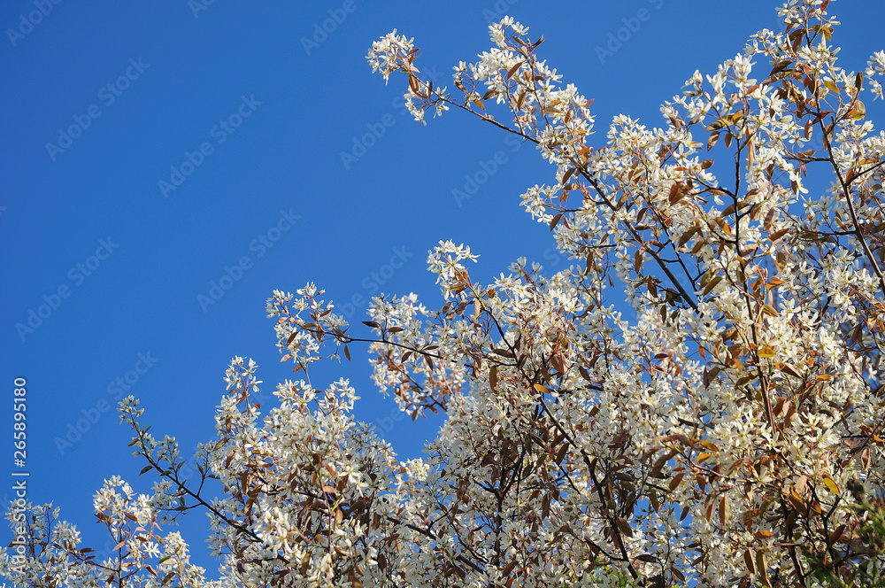twigs of blooming dogwood in front of blue sky twigs of blooming dogwood in front of blue sky