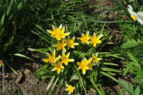 star shaped yellow and white flowers of a tarda tulip photo