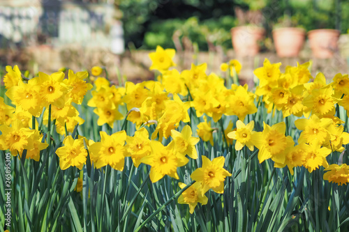 View of beautiful yellow daffodils blooming in the spring garden on a sunny day.