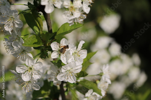 Bee at Williams Christ pear tree in spring, Germany