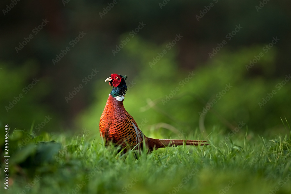 Naklejka premium common pheasant, phasianus colchicus, spring, Czech Republic
