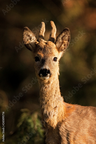 European roe deer, capreolus capreolus, Czech Republik