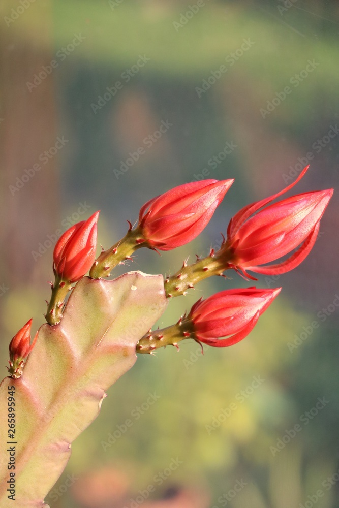 Red buds of Cactus Epiphyllum 