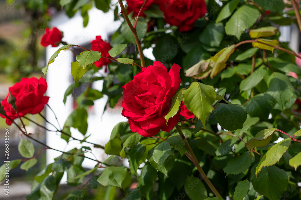 Red beautiful flowers of roses on a bush in the garden Red beautiful flowers of roses on a bush in the garden