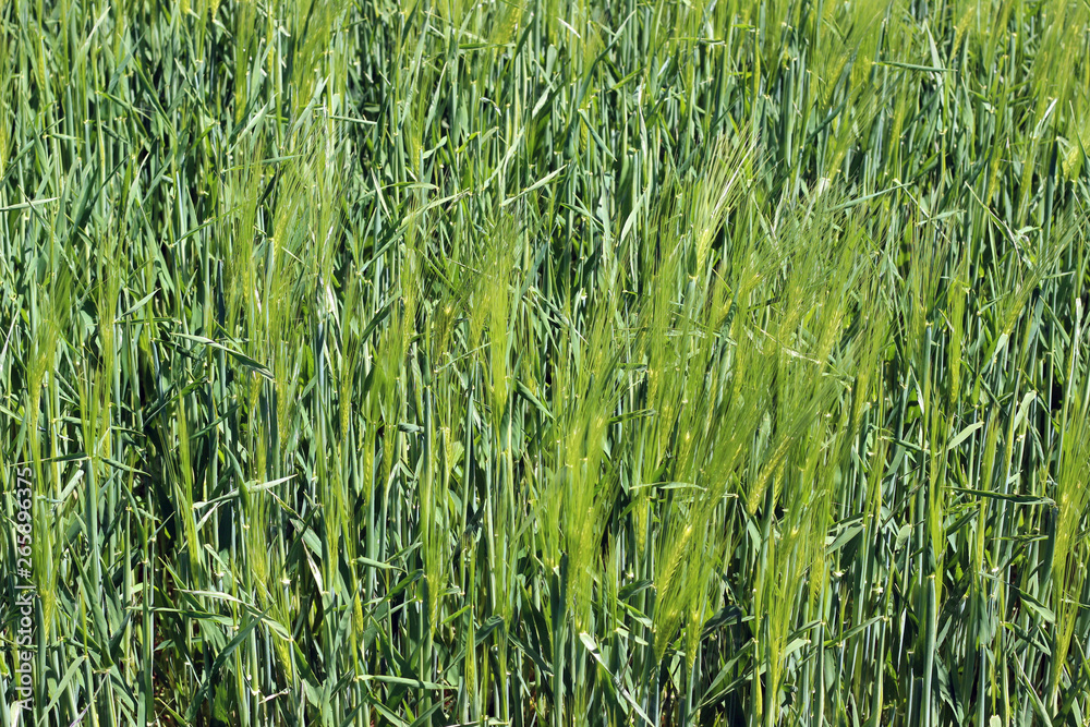 Lush green grass in meadow Lush green grass in meadow
