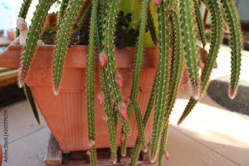 Disocactus flagelliformis with many red flowers