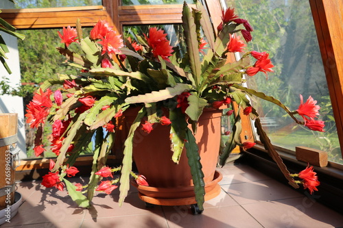 Cactus Epiphyllum with red flowers photo