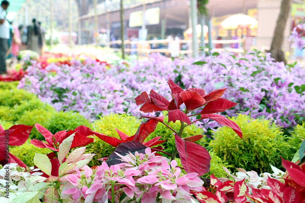 Fototapeta premium spring in the park