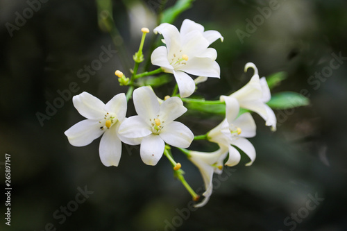 Parijatham flower. Asclepias acida white flower